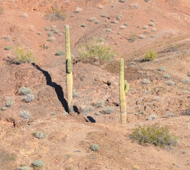 Saguaro