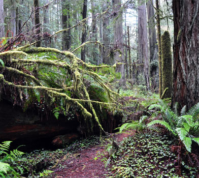 Redwoods