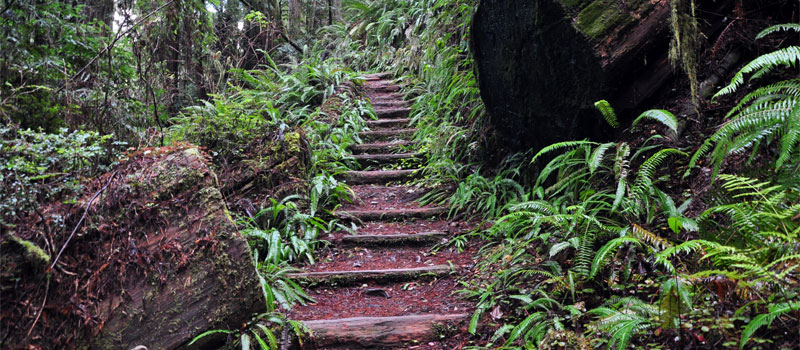 Hatton Loop Trail