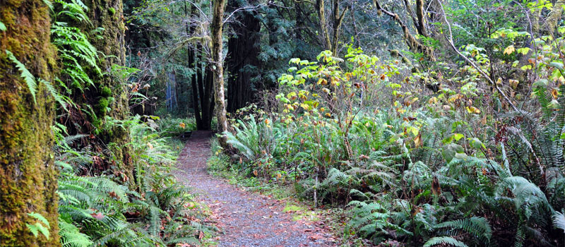 Leiffer Loop Trail