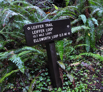 Leiffer Loop Trail