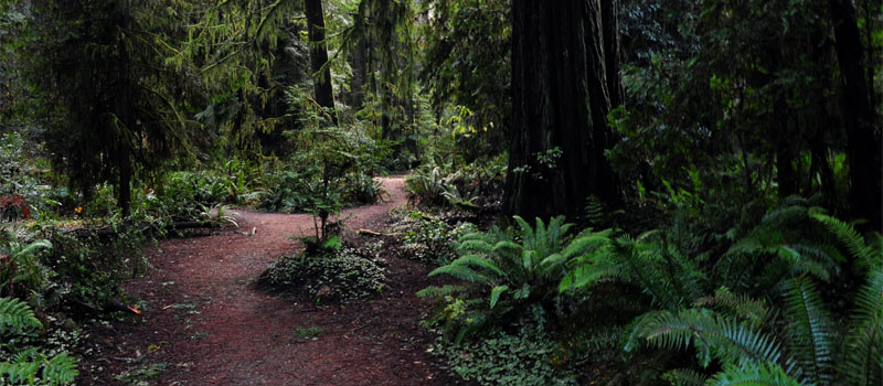 Simpson Reed Discovery Trail