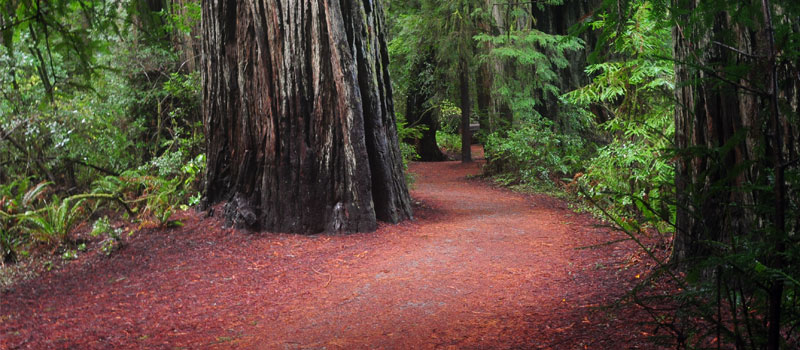 Stout Grove Loop Trail