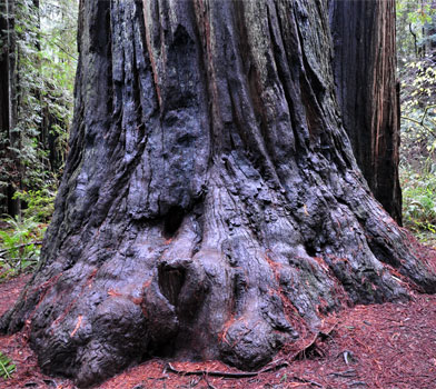 Redwood Tree