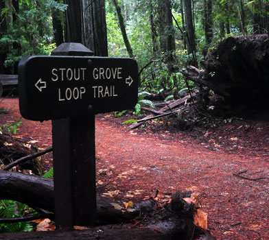 Stout Grove Trailhead