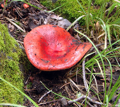 Mushroom on the Abineau Trail