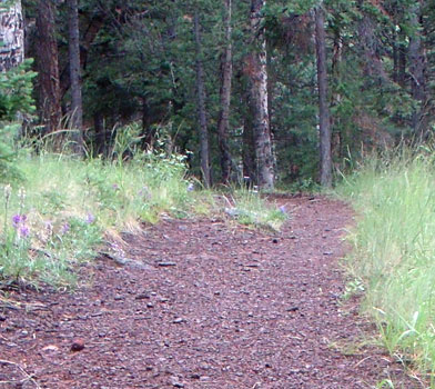 Bear Jaw Trail