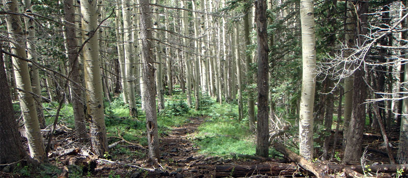 Bear Jaw Trail