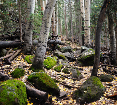 Trees at the Humphreys Peak Trail