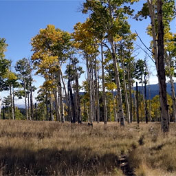 Kachina Trail