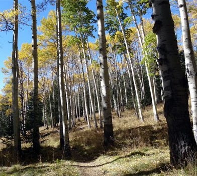 Trees at the Kachina Trail