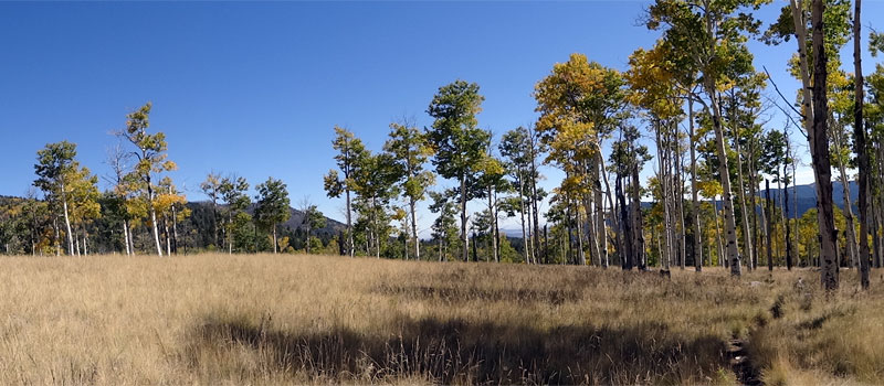 Kachina Trail