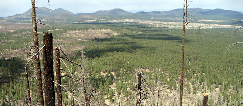 Little Bear Trail