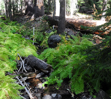 Ferns at Clover Creek Trail