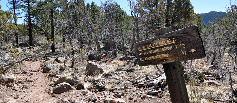 Bill Williams Mountain Trail