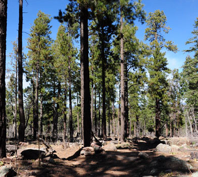 Bill Williams Trail Trees