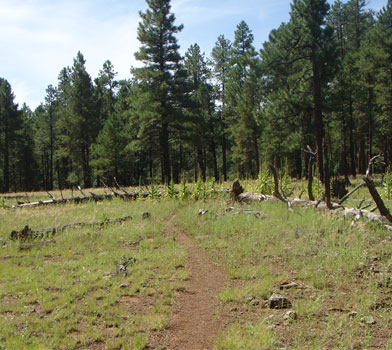 Canyon Overlook Trail