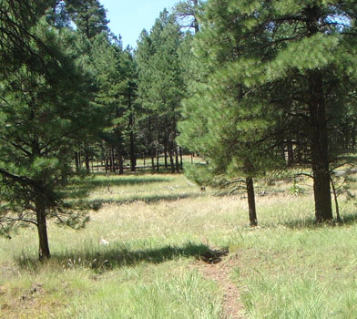 Canyon Overlook Trail