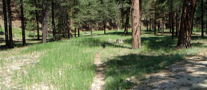 Ceballos Loop Trail