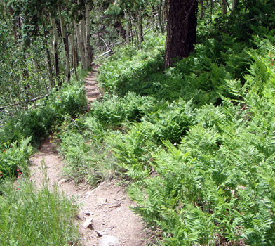 Kendrick Mountain Trail