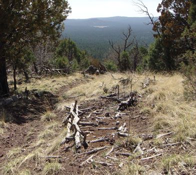 Sycamore Rim Trail