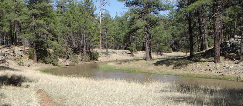 Sycamore Rim Trail