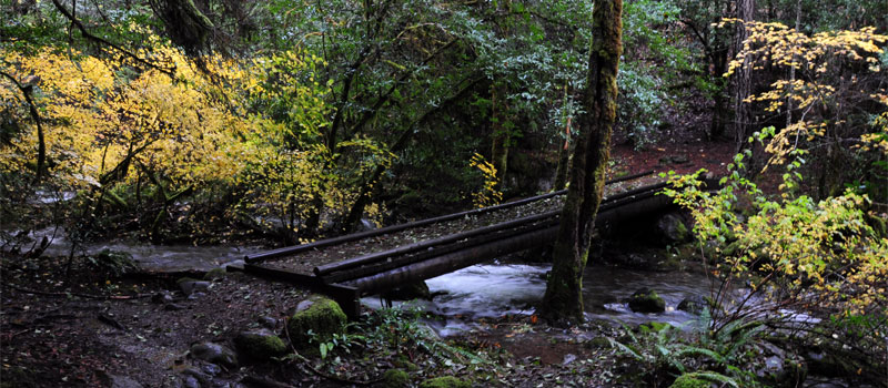 Limpy Botanical Loop Trail