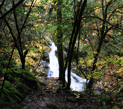 Limpy Botanical Loop Trail