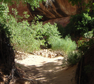Loop Trail
