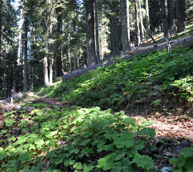 Big Tree Loop Trail