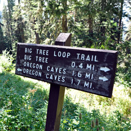 Big Tree Loop Trail