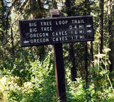 Big Tree Loop Trail