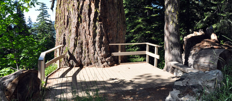 Big Tree Loop Trail