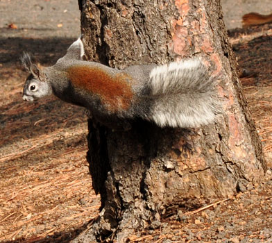 Squirrel at Lenox Crater