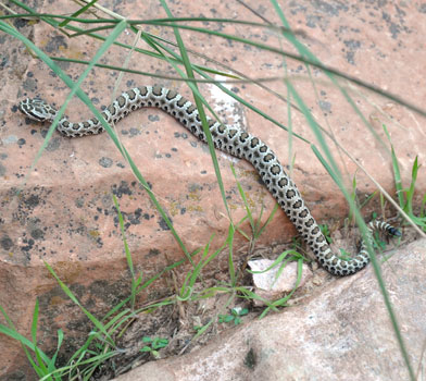 Snake on the Bright Angel Trail