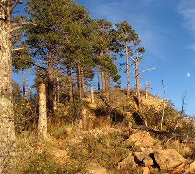 The View at Ken Patrick Trail