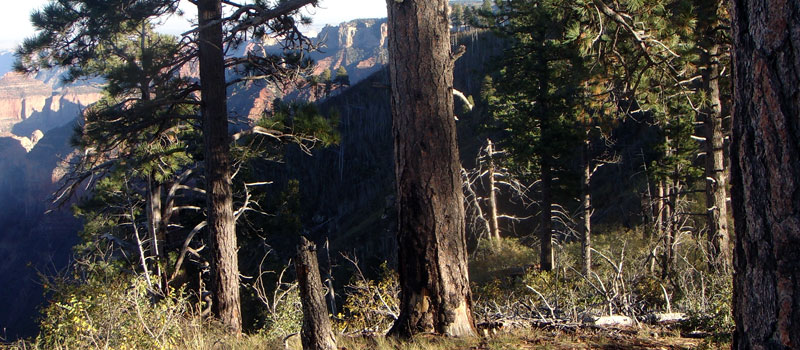 Ken Patrick Trail