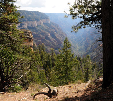 The Grand Canyon at Widforss Trail