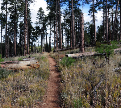 Trees at Widforss Trail