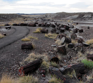 Crystal Forest Trail, Petrified Forest