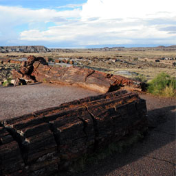 Giant Logs Trail