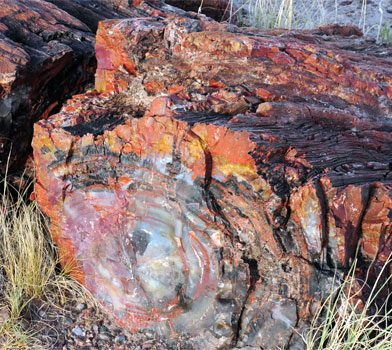 Giant Logs, Petrified Forest National Park