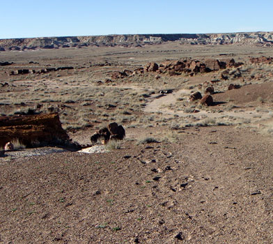 Long Logs Trail, Petrified Forest National Park