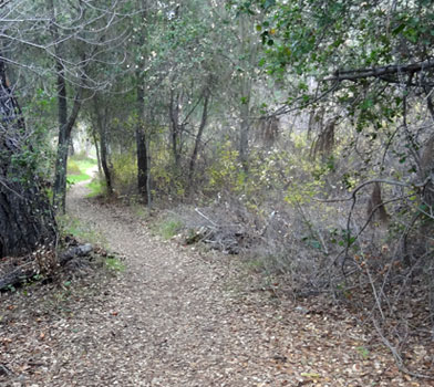 Bear Gulch Trail