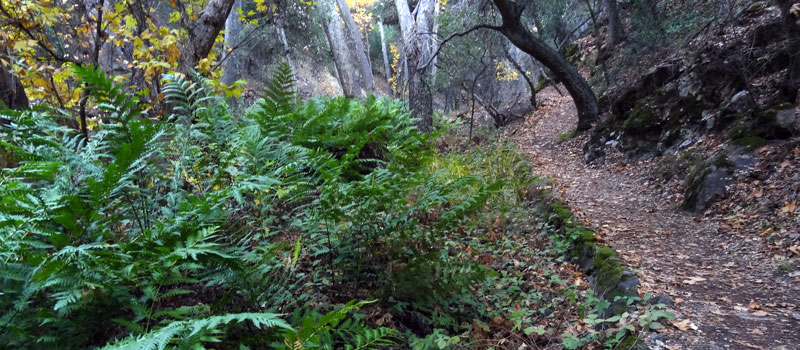 Bear Gulch Trail