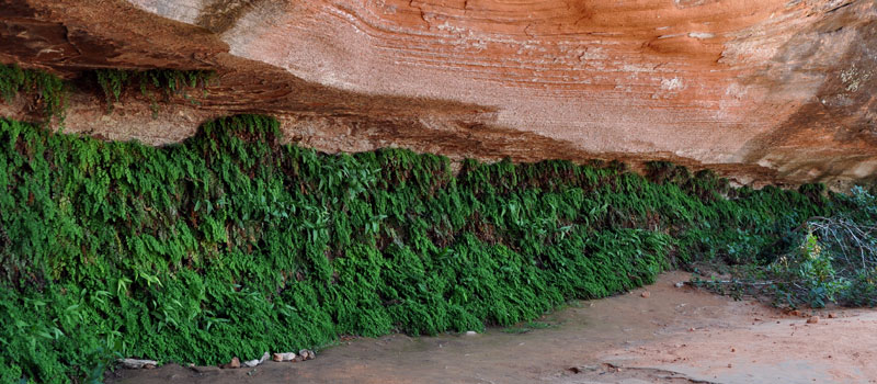 Hanging Garden Trail