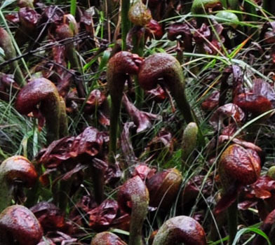Darlingtonia Caifornica