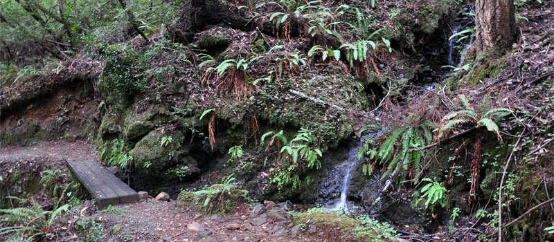 Myrtle Creek Trail