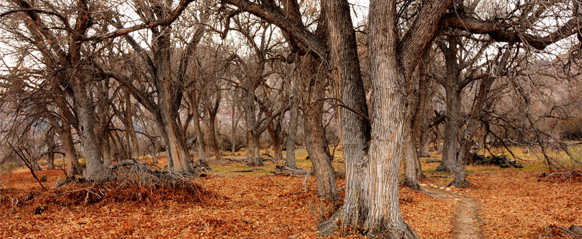 Ash Grove Trail